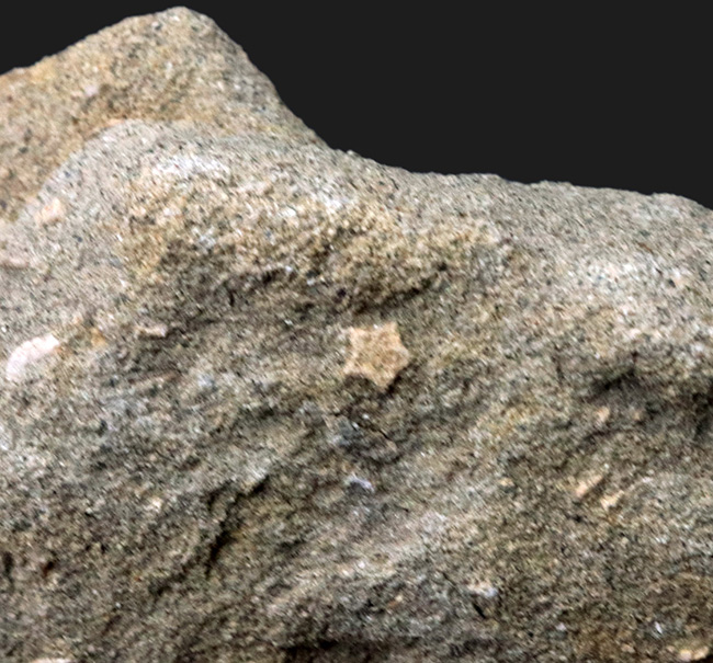 国産マニアックシリーズ！小さいながら希少！珍しい国産の五角ウミユリ、ペンタクリヌス（Pentacrinus）の部分化石（その2）