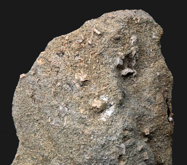 国産マニアックシリーズ！小さいながら希少！珍しい国産の五角ウミユリ、ペンタクリヌス（Pentacrinus）の部分化石（その3）