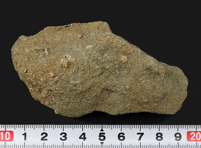 国産マニアックシリーズ！小さいながら希少！珍しい国産の五角ウミユリ、ペンタクリヌス（Pentacrinus）の部分化石（その7）