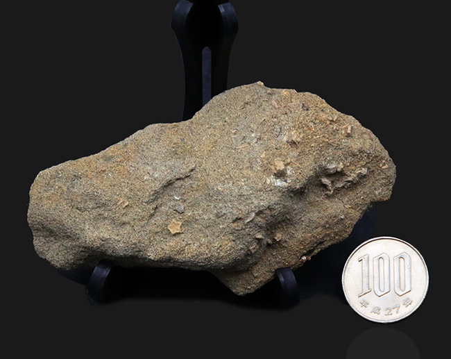 国産マニアックシリーズ！小さいながら希少！珍しい国産の五角ウミユリ、ペンタクリヌス（Pentacrinus）の部分化石（その8）