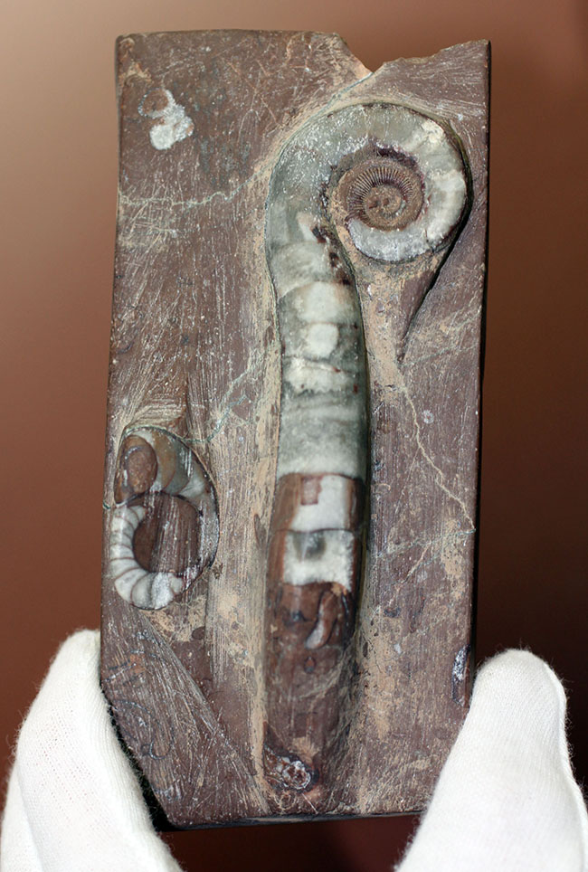 古生代オルドビス紀の示準化石、中国湖南省産リツイテス（Lituites sp.）（その1）