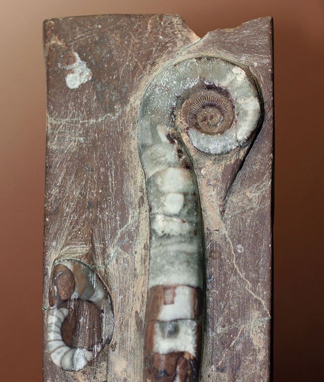 古生代オルドビス紀の示準化石、中国湖南省産リツイテス（Lituites sp.）（その2）