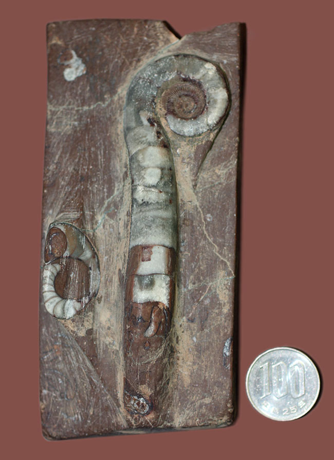 古生代オルドビス紀の示準化石、中国湖南省産リツイテス（Lituites sp.）（その5）