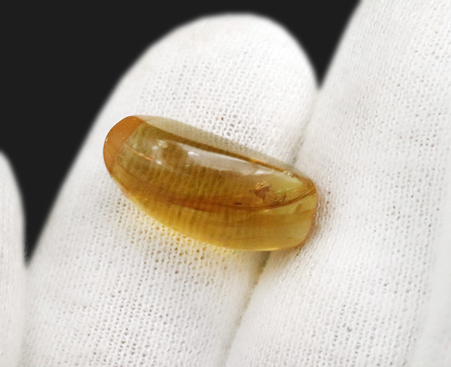 恐竜時代（約1億年前）の虫を内包したミャンマー産の琥珀