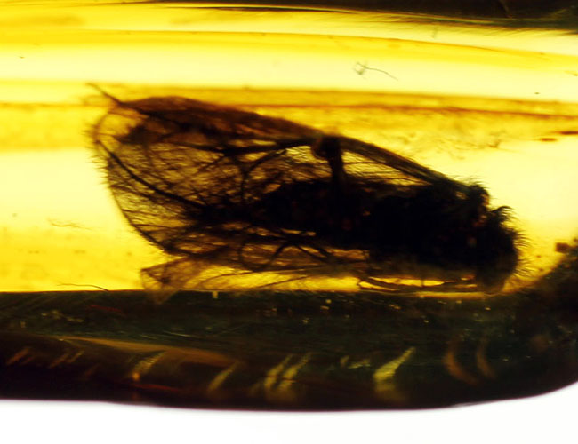 ルーペ必須、驚くべき保存状態で見るものを驚かせてくれるトビケラが保存されたバルト海産の虫入り琥珀(その10)