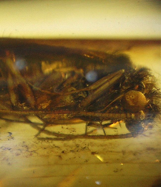 ルーペ必須、驚くべき保存状態で見るものを驚かせてくれるトビケラが保存されたバルト海産の虫入り琥珀(その14)