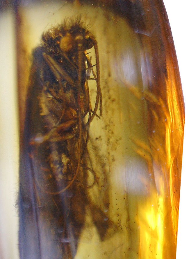 ルーペ必須、驚くべき保存状態で見るものを驚かせてくれるトビケラが保存されたバルト海産の虫入り琥珀(その15)