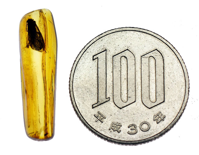 ルーペ必須、驚くべき保存状態で見るものを驚かせてくれるトビケラが保存されたバルト海産の虫入り琥珀(その17)