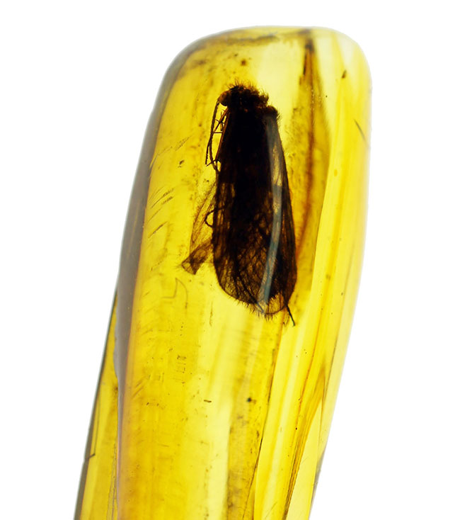 ルーペ必須、驚くべき保存状態で見るものを驚かせてくれるトビケラが保存されたバルト海産の虫入り琥珀(その3)