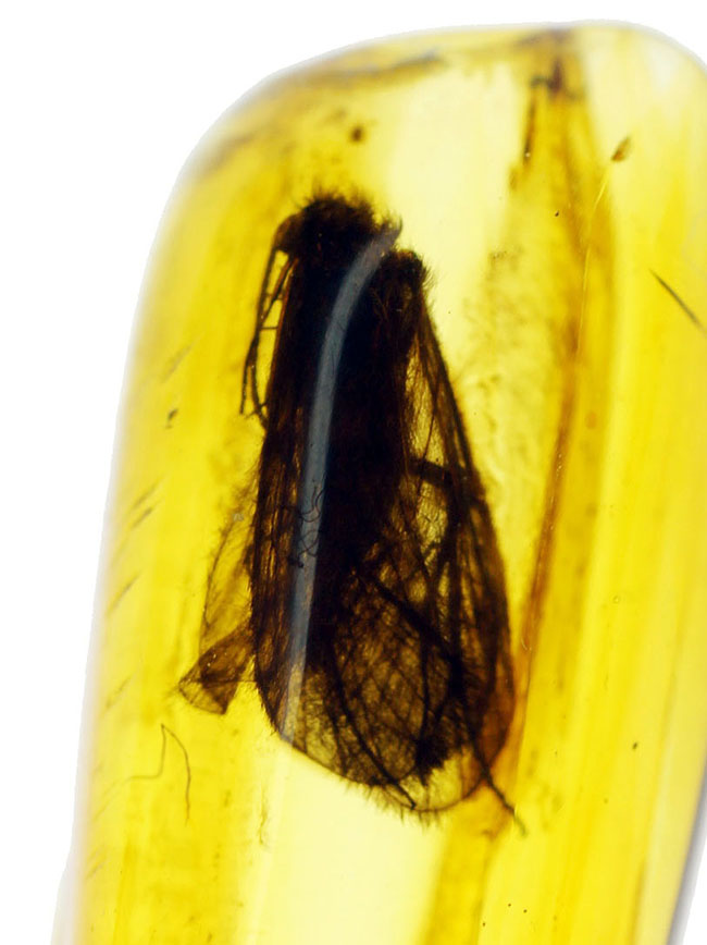 ルーペ必須、驚くべき保存状態で見るものを驚かせてくれるトビケラが保存されたバルト海産の虫入り琥珀(その4)