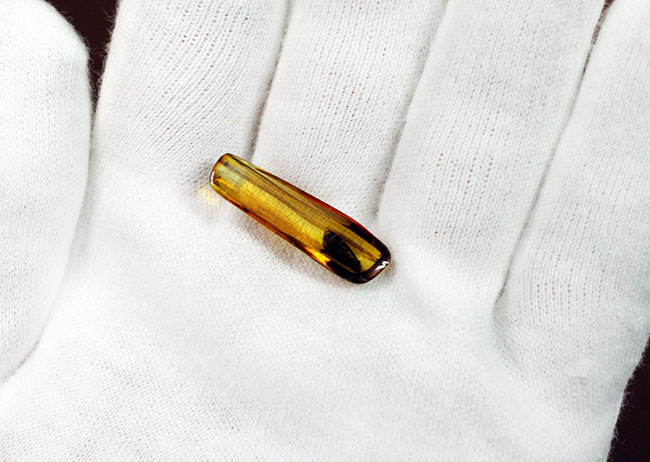 ルーペ必須、驚くべき保存状態で見るものを驚かせてくれるトビケラが保存されたバルト海産の虫入り琥珀(その7)