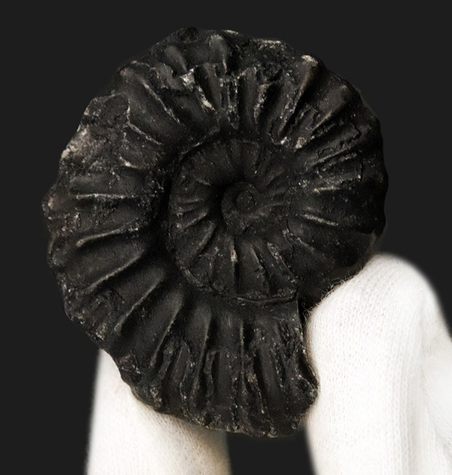 アンモナイト　ペルー産　超特大サイズ　巨大　コリグノニセラス科　希少 アンモナイト ペルー産 超特大サイズ 巨大 コリグノニセラス科 希少