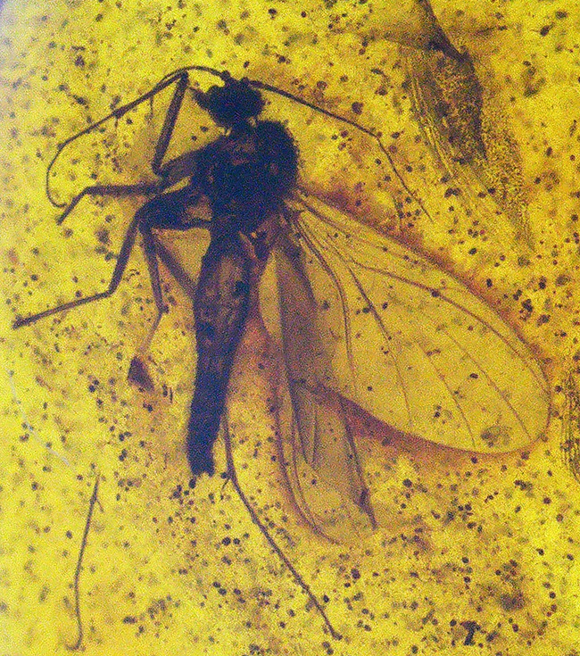 1センチのロマンの塊!キノコバエ科の虫を内包したバルト海産琥珀(Amber)(その1)