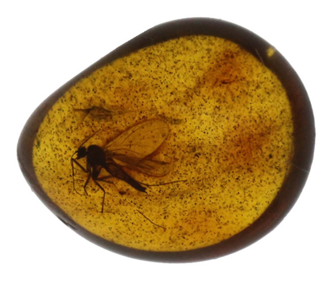 1センチのロマンの塊!キノコバエ科の虫を内包したバルト海産琥珀(Amber)(その2)