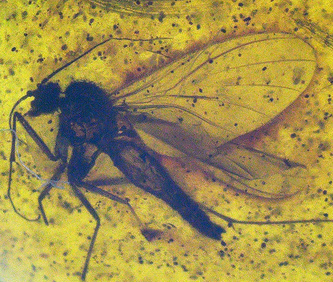 1センチのロマンの塊!キノコバエ科の虫を内包したバルト海産琥珀(Amber)(その3)
