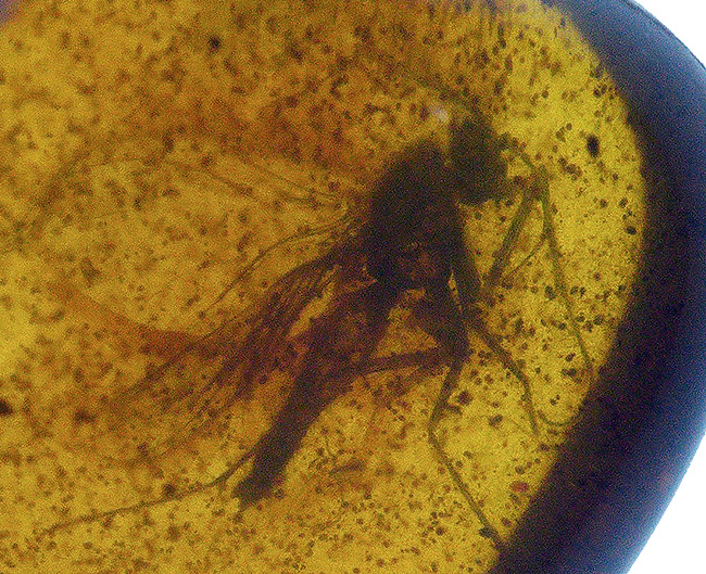 1センチのロマンの塊!キノコバエ科の虫を内包したバルト海産琥珀(Amber)(その4)
