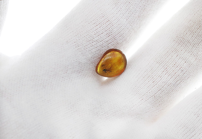 1センチのロマンの塊!キノコバエ科の虫を内包したバルト海産琥珀(Amber)(その5)