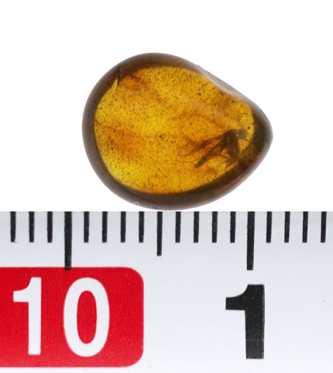 1センチのロマンの塊!キノコバエ科の虫を内包したバルト海産琥珀(Amber)(その7)