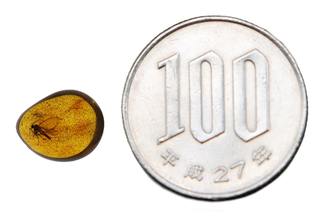 1センチのロマンの塊!キノコバエ科の虫を内包したバルト海産琥珀(Amber)(その8)
