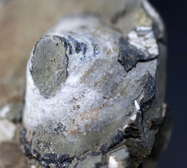 北海道産アンモナイトといっしょに見つかる事が多い巻き貝、アニソマイオン（Anisomyon cassidarius）（その1）