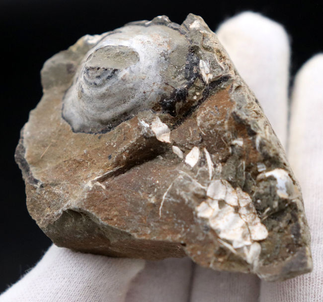 北海道産アンモナイトといっしょに見つかる事が多い巻き貝、アニソマイオン（Anisomyon cassidarius）（その2）