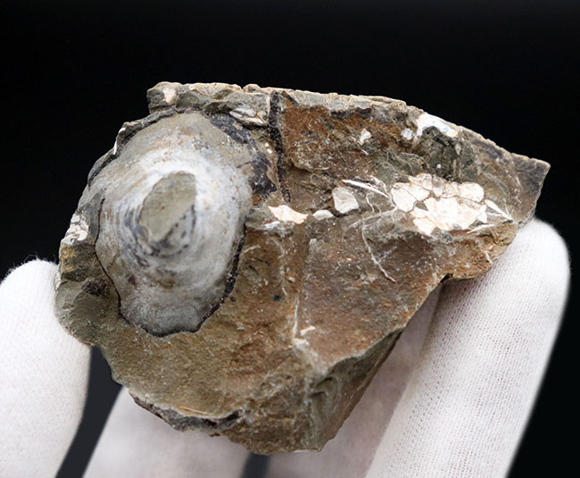 北海道産アンモナイトといっしょに見つかる事が多い巻き貝、アニソマイオン（Anisomyon cassidarius）（その3）