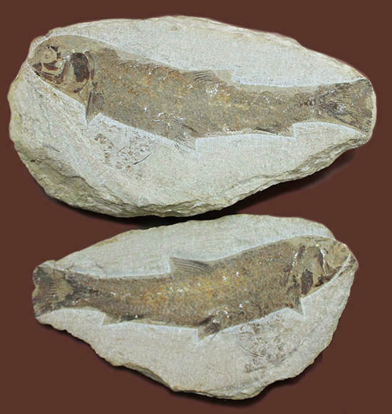 立派なノジュール、保存状態上等品、ブラジル産セアラ州産の硬骨魚類(こうこつぎょるい)の化石(その1)