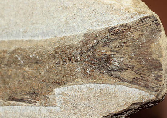 立派なノジュール、保存状態上等品、ブラジル産セアラ州産の硬骨魚類（こうこつぎょるい）の化石（その14）