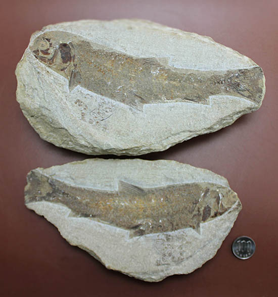 立派なノジュール、保存状態上等品、ブラジル産セアラ州産の硬骨魚類(こうこつぎょるい)の化石(その19)