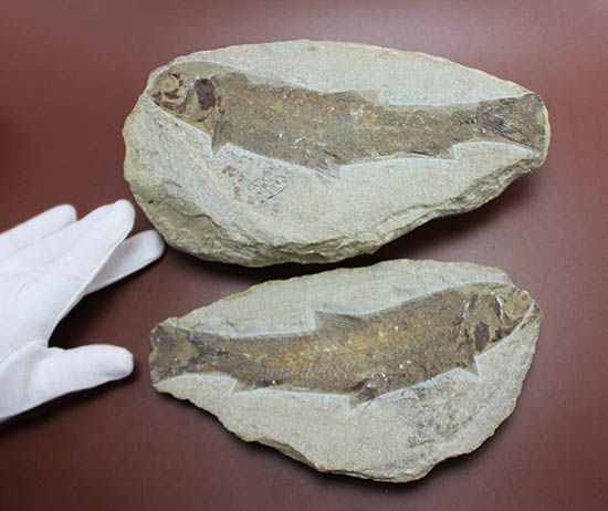 立派なノジュール、保存状態上等品、ブラジル産セアラ州産の硬骨魚類(こうこつぎょるい)の化石(その4)
