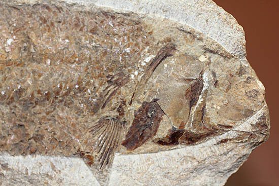 立派なノジュール、保存状態上等品、ブラジル産セアラ州産の硬骨魚類(こうこつぎょるい)の化石(その5)
