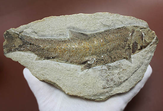 立派なノジュール、保存状態上等品、ブラジル産セアラ州産の硬骨魚類(こうこつぎょるい)の化石(その8)