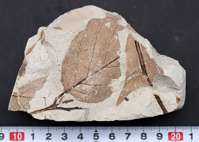 マニアックシリーズ！兵庫県産マンサク科フォザギラ（Fothergilla）の木の葉化石（その12）