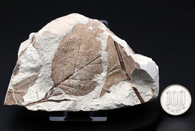 マニアックシリーズ！兵庫県産マンサク科フォザギラ（Fothergilla）の木の葉化石（その13）