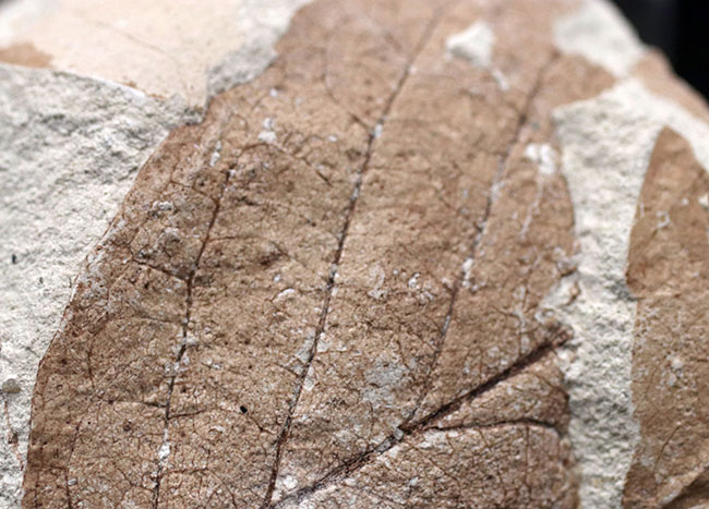 マニアックシリーズ！兵庫県産マンサク科フォザギラ（Fothergilla）の木の葉化石（その5）