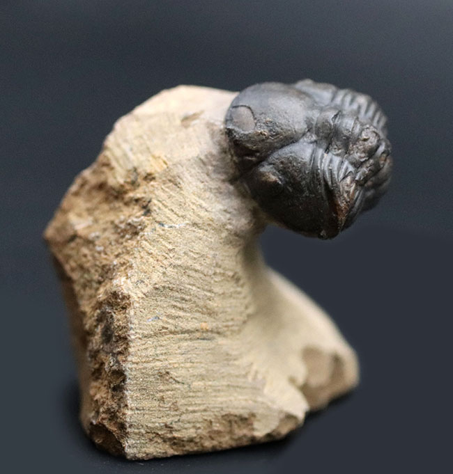 ザ・パックマン!可愛い系三葉虫の代表格、モロッコ産のゲラストス(Gerastos granulosus)三葉虫(その1)