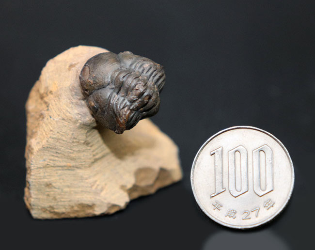 ザ・パックマン!可愛い系三葉虫の代表格、モロッコ産のゲラストス(Gerastos granulosus)三葉虫(その10)
