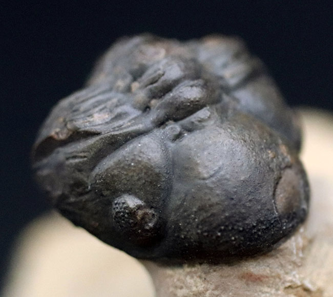 ザ・パックマン!可愛い系三葉虫の代表格、モロッコ産のゲラストス(Gerastos granulosus)三葉虫(その2)