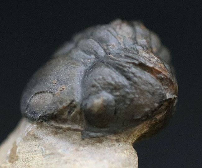 ザ・パックマン!可愛い系三葉虫の代表格、モロッコ産のゲラストス(Gerastos granulosus)三葉虫(その3)