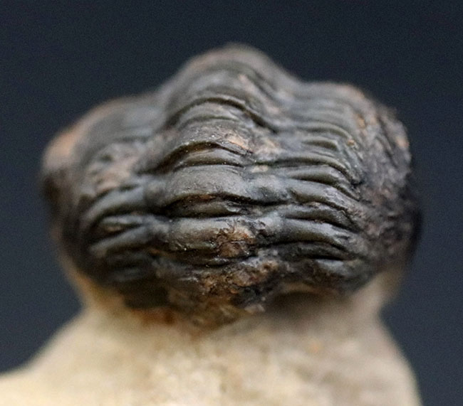 ザ・パックマン!可愛い系三葉虫の代表格、モロッコ産のゲラストス(Gerastos granulosus)三葉虫(その4)