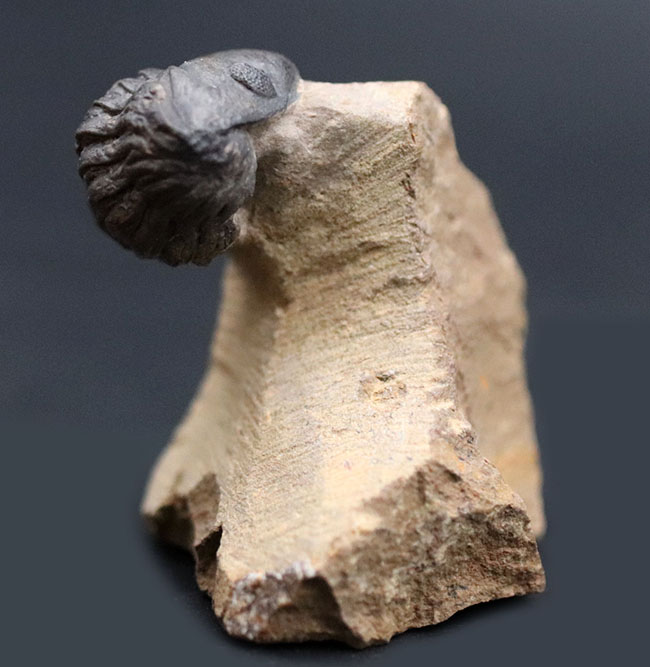 ザ・パックマン!可愛い系三葉虫の代表格、モロッコ産のゲラストス(Gerastos granulosus)三葉虫(その5)