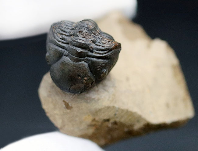 ザ・パックマン!可愛い系三葉虫の代表格、モロッコ産のゲラストス(Gerastos granulosus)三葉虫(その6)