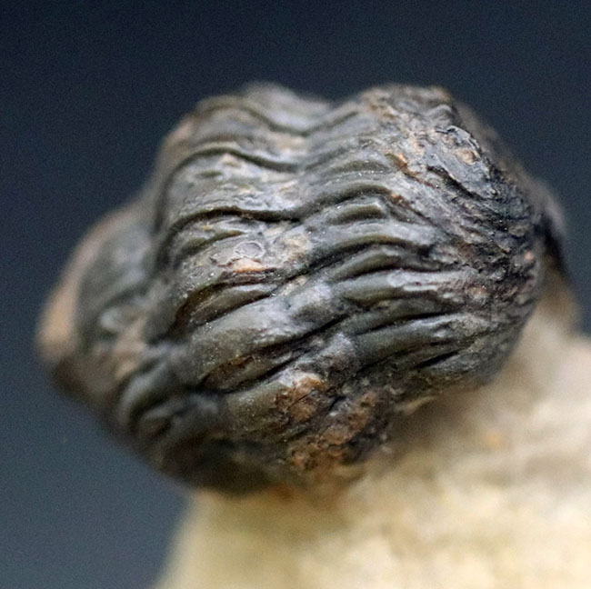 ザ・パックマン!可愛い系三葉虫の代表格、モロッコ産のゲラストス(Gerastos granulosus)三葉虫(その8)