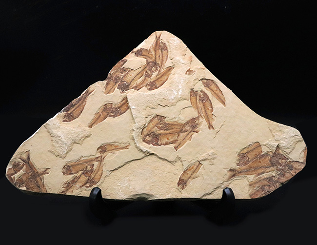 30体以上!およそ5000万年前の湖に棲息していたニシン科の古代魚、ゴシウテクティス(Gosiutichtys)の群集標本(その1)