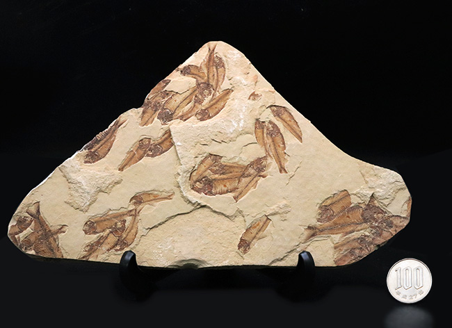 30体以上!およそ5000万年前の湖に棲息していたニシン科の古代魚、ゴシウテクティス(Gosiutichtys)の群集標本(その10)