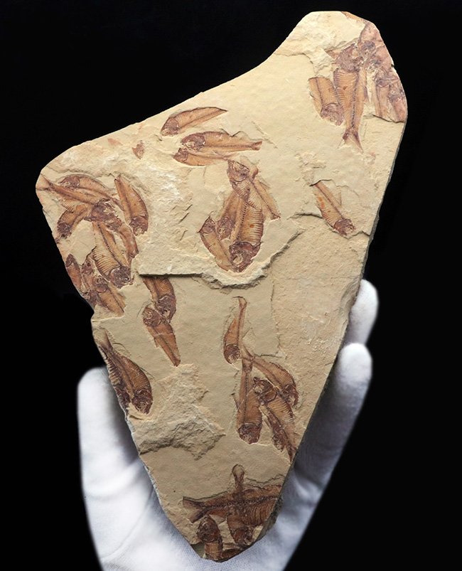 30体以上!およそ5000万年前の湖に棲息していたニシン科の古代魚、ゴシウテクティス(Gosiutichtys)の群集標本(その2)