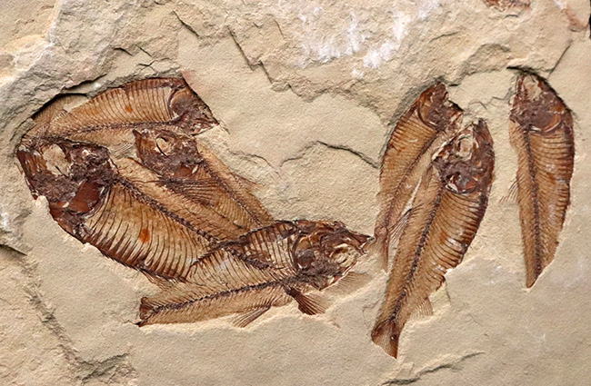３０体以上！およそ５０００万年前の湖に棲息していたニシン科の古代魚、ゴシウテクティス（Gosiutichtys）の群集標本（その3）