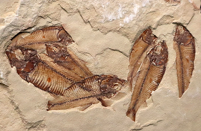 30体以上!およそ5000万年前の湖に棲息していたニシン科の古代魚、ゴシウテクティス(Gosiutichtys)の群集標本(その3)