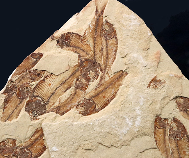 30体以上!およそ5000万年前の湖に棲息していたニシン科の古代魚、ゴシウテクティス(Gosiutichtys)の群集標本(その4)