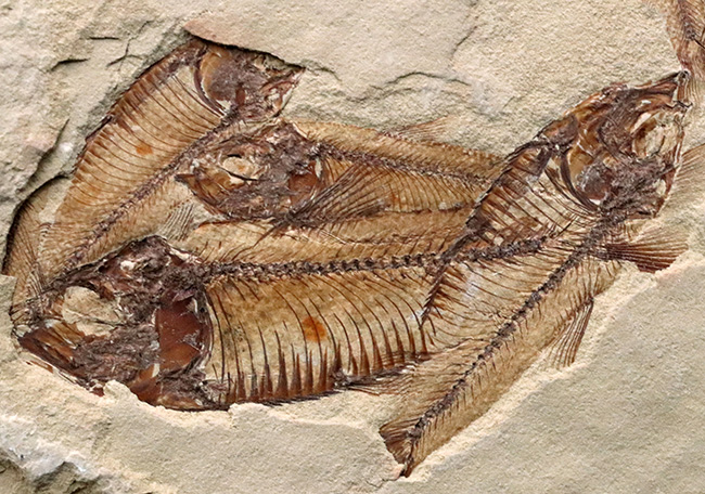 30体以上!およそ5000万年前の湖に棲息していたニシン科の古代魚、ゴシウテクティス(Gosiutichtys)の群集標本(その5)